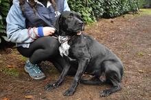 GIODITH, Hund, Labrador Mischling in Italien - Bild 8