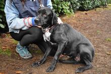 GIODITH, Hund, Labrador Mischling in Italien - Bild 9