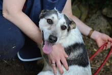 BEJONCE, Hund, Mischlingshund in Italien - Bild 1