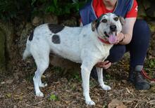 BEJONCE, Hund, Mischlingshund in Italien - Bild 10