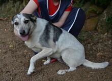 BEJONCE, Hund, Mischlingshund in Italien - Bild 11
