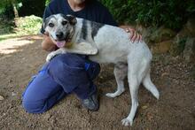 BEJONCE, Hund, Mischlingshund in Italien - Bild 12