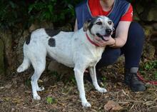 BEJONCE, Hund, Mischlingshund in Italien - Bild 2