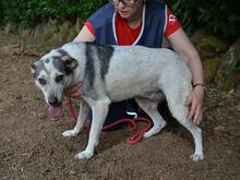 BEJONCE, Hund, Mischlingshund in Italien - Bild 3