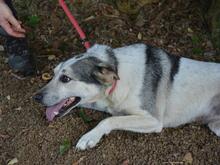 BEJONCE, Hund, Mischlingshund in Italien - Bild 4