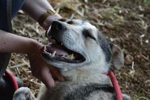 BEJONCE, Hund, Mischlingshund in Italien - Bild 5