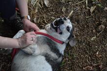 BEJONCE, Hund, Mischlingshund in Italien - Bild 6