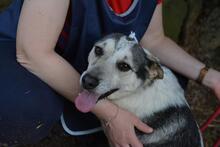 BEJONCE, Hund, Mischlingshund in Italien - Bild 7