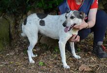 BEJONCE, Hund, Mischlingshund in Italien - Bild 8