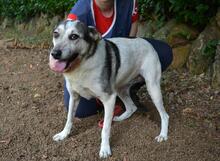 BEJONCE, Hund, Mischlingshund in Italien - Bild 9