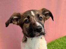 FINUS, Hund, Mischlingshund in Velbert - Bild 1