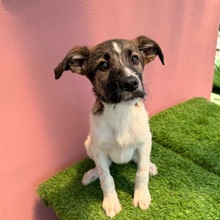 FINUS, Hund, Mischlingshund in Velbert - Bild 2