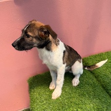 FINUS, Hund, Mischlingshund in Velbert - Bild 4