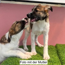 FINUS, Hund, Mischlingshund in Velbert - Bild 5