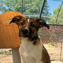 FINUS, Hund, Mischlingshund in Velbert - Bild 7