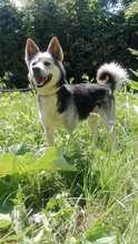 BERTIE, Hund, Mischlingshund in Slowakische Republik - Bild 1