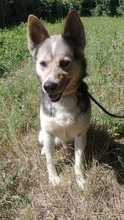 BERTIE, Hund, Mischlingshund in Slowakische Republik - Bild 2