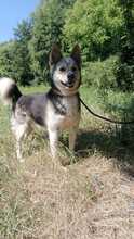 BERTIE, Hund, Mischlingshund in Slowakische Republik - Bild 3