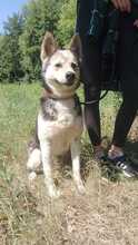 BERTIE, Hund, Mischlingshund in Slowakische Republik - Bild 4