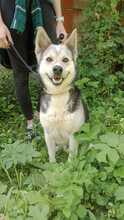 BERTIE, Hund, Mischlingshund in Slowakische Republik - Bild 5