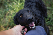 CHIPNR2277422, Hund, Mischlingshund in Kroatien - Bild 1