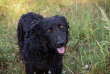 CHIPNR2277422, Hund, Mischlingshund in Kroatien - Bild 2