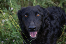 CHIPNR2277422, Hund, Mischlingshund in Kroatien - Bild 3