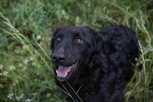 CHIPNR2277422, Hund, Mischlingshund in Kroatien - Bild 4