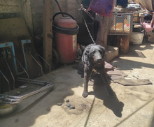 CHIPNR2277422, Hund, Mischlingshund in Kroatien - Bild 5