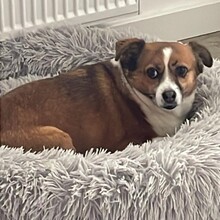 ROMY, Hund, Mischlingshund in Köln - Bild 1