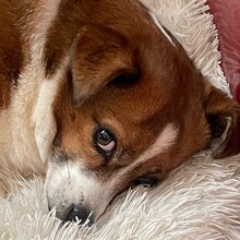ROMY, Hund, Mischlingshund in Köln - Bild 2