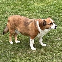ROMY, Hund, Mischlingshund in Köln - Bild 3