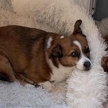 ROMY, Hund, Mischlingshund in Köln - Bild 4