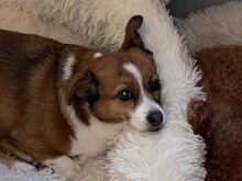 ROMY, Hund, Mischlingshund in Köln - Bild 5
