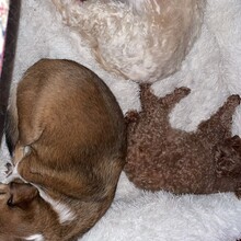 ROMY, Hund, Mischlingshund in Köln - Bild 6