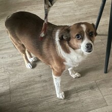 ROMY, Hund, Mischlingshund in Köln - Bild 7