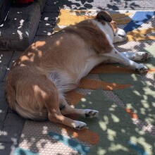 ROMY, Hund, Mischlingshund in Köln - Bild 9