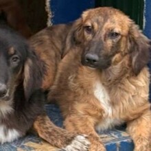CLIVIA, Hund, Mischlingshund in Rumänien - Bild 12