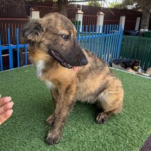 CLIVIA, Hund, Mischlingshund in Rumänien - Bild 13