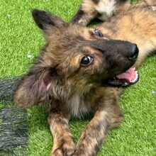 CLIVIA, Hund, Mischlingshund in Rumänien - Bild 4