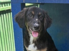 CAYLA, Hund, Mischlingshund in Rumänien - Bild 1