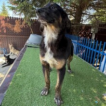 CAYLA, Hund, Mischlingshund in Rumänien - Bild 10