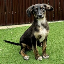 CAYLA, Hund, Mischlingshund in Rumänien - Bild 2