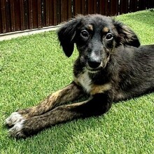 CAYLA, Hund, Mischlingshund in Rumänien - Bild 4