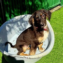 CAYLA, Hund, Mischlingshund in Rumänien - Bild 5