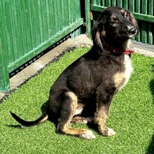 CAYLA, Hund, Mischlingshund in Rumänien - Bild 6