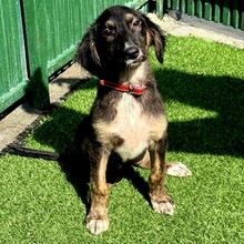 CAYLA, Hund, Mischlingshund in Rumänien - Bild 7