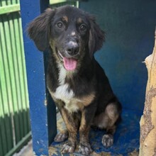 CAYLA, Hund, Mischlingshund in Rumänien - Bild 8