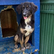 CAYLA, Hund, Mischlingshund in Rumänien - Bild 9