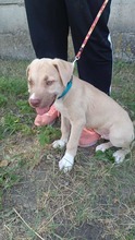 BINGO, Hund, Mischlingshund in Ungarn - Bild 2